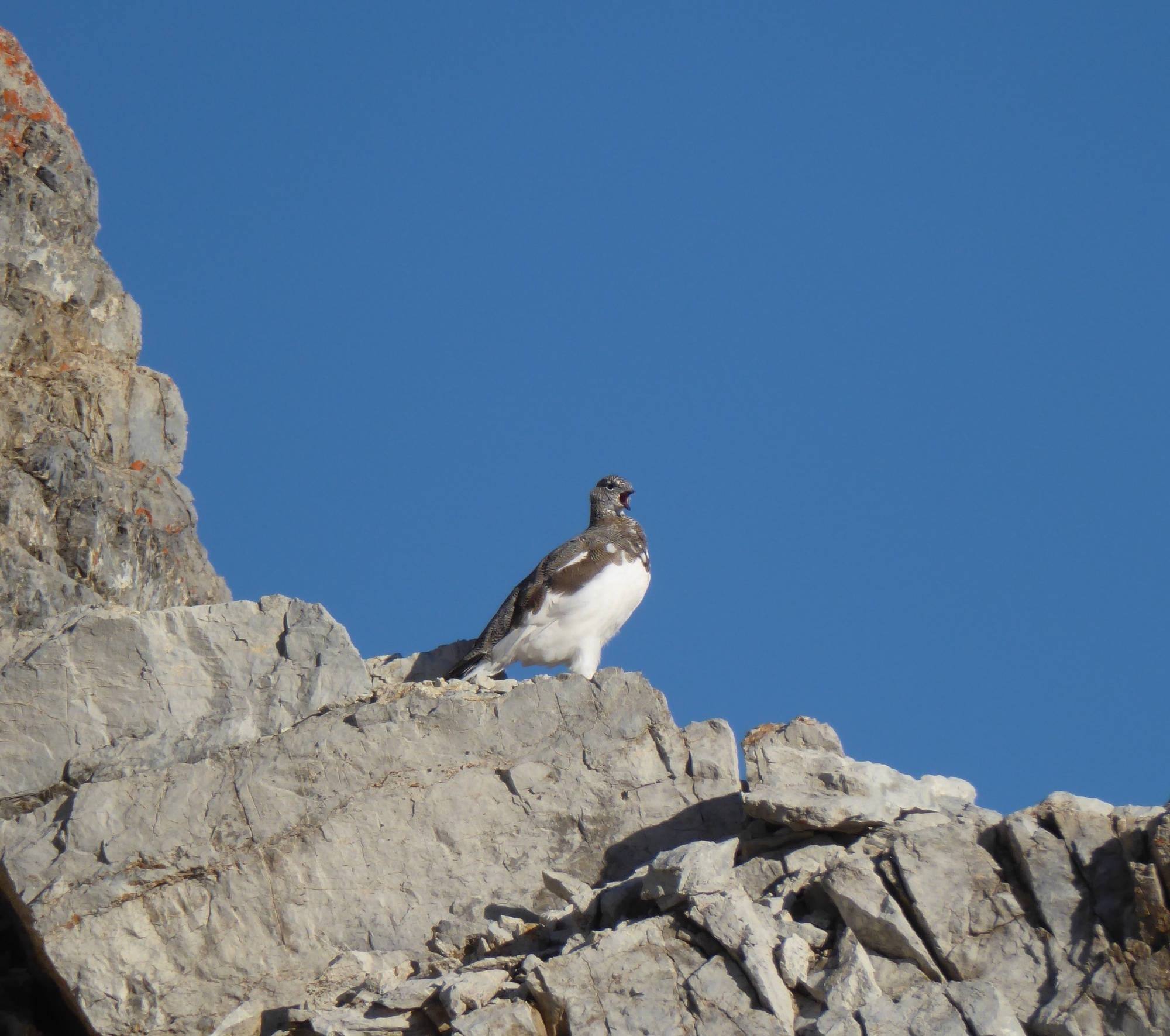 Linee guida per la conservazione e la gestione dei galliformi alpini.