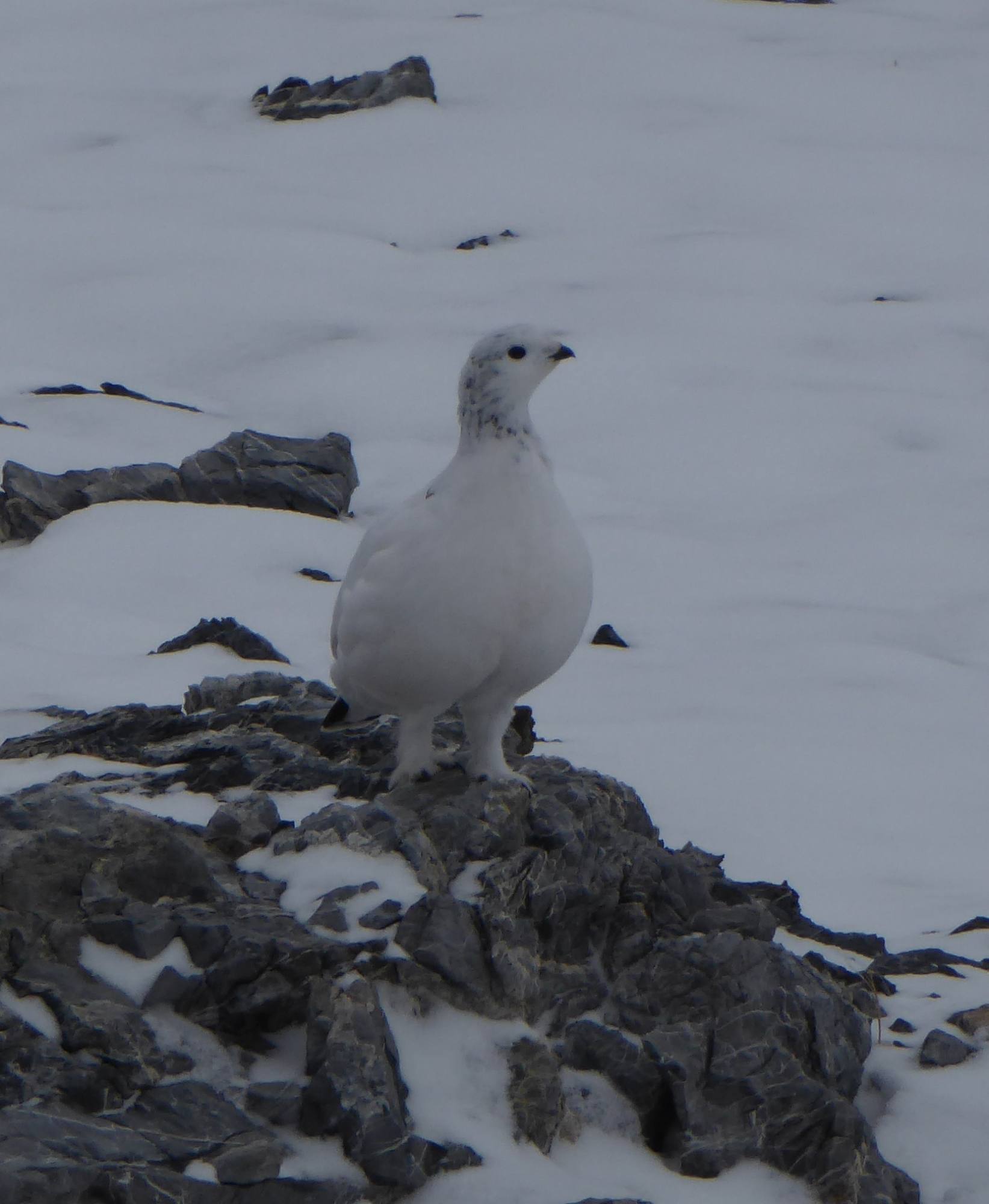 Tipica Alpina, l’ACV organizza un corso aperto a tutti i cacciatori di galliformi alpini.