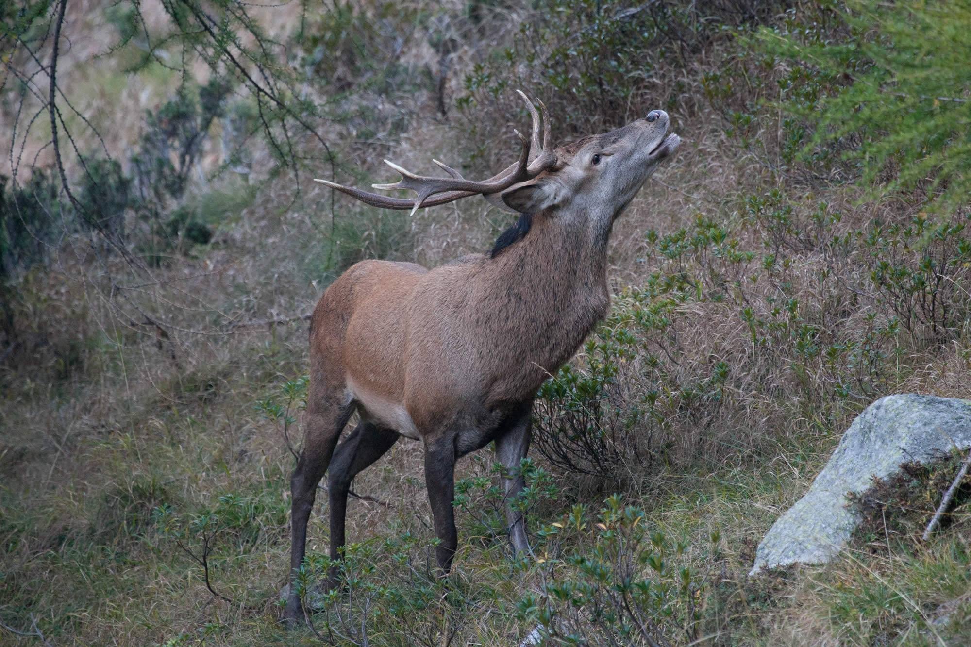 Caccia al cervo durante il bramito